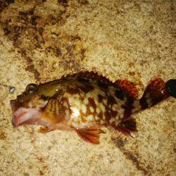 穴釣りのちメバリング