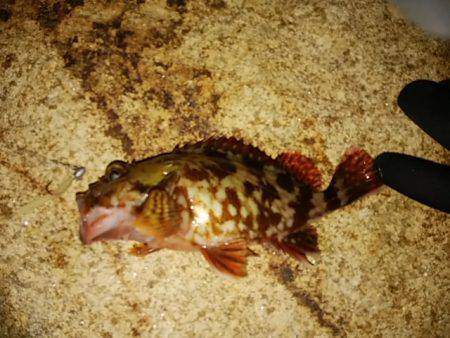 穴釣りのちメバリング