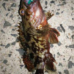 ドリームアップ