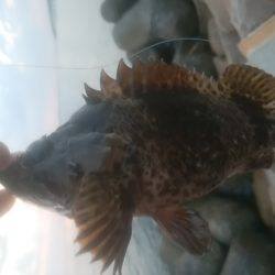 穴釣りのちメバリング