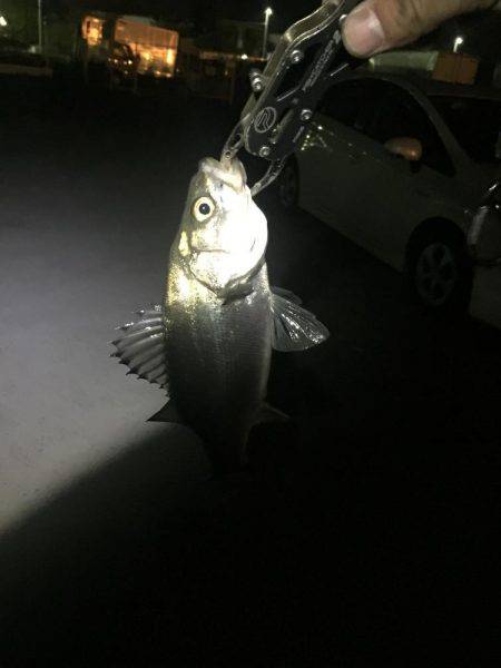 バチバチバチバチバチバチバチバチババチバ