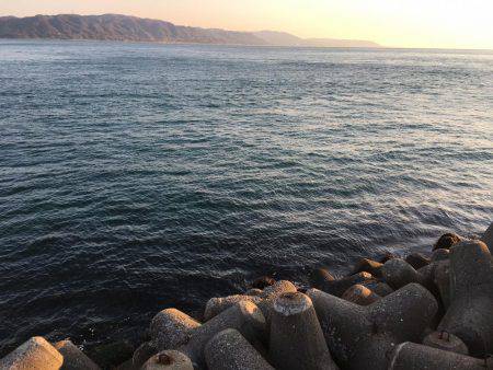 久しぶりの20㎝越えのメバル