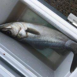 イカは釣れず…