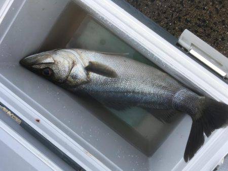 イカは釣れず…