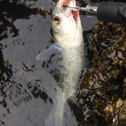 楠でシーバスデイゲーム