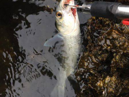 楠でシーバスデイゲーム