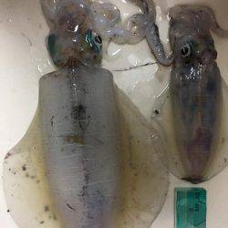 アオリ狙いのウキ釣り