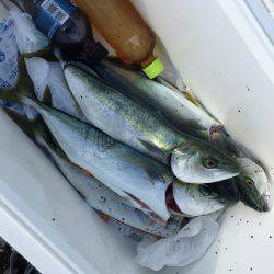 イナダは渋め…