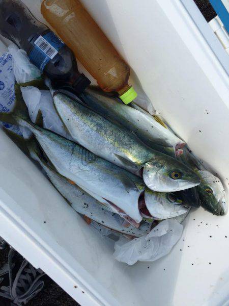 イナダは渋め…