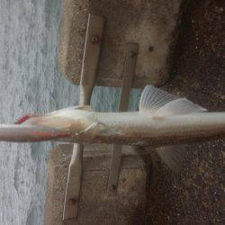 エソワンガシワン