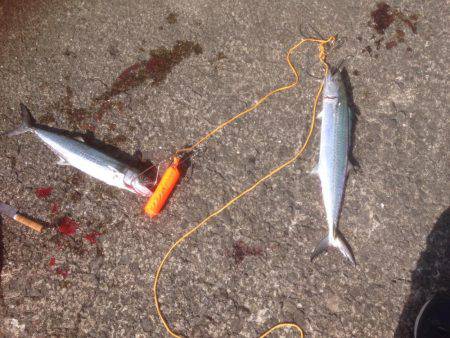 サゴさんサバわん