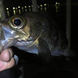 泉南サーフメバリング