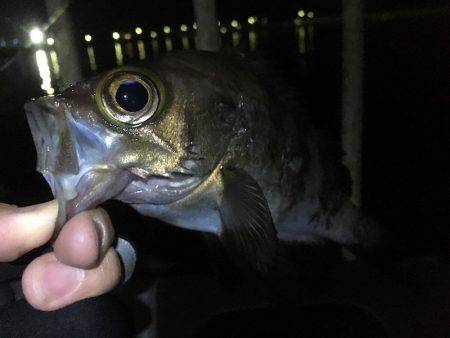 泉南サーフメバリング