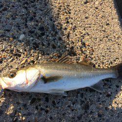 シーバス【セイゴ】