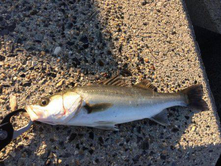 シーバス【セイゴ】