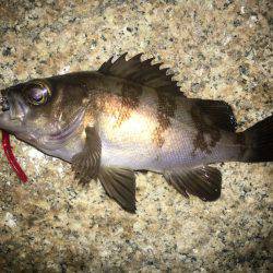 強風下でメバリング