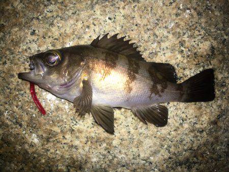 強風下でメバリング