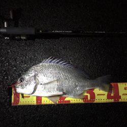 神戸湾奥チニング渋いながら2枚