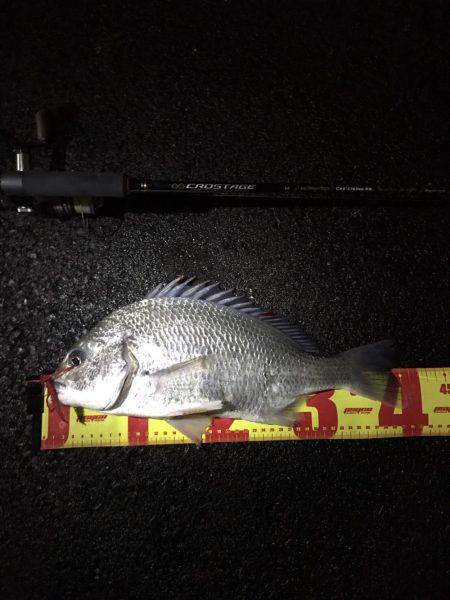 神戸湾奥チニング渋いながら2枚