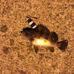 ポートアイランド北公園、マイクロベイトパターンでシーバス