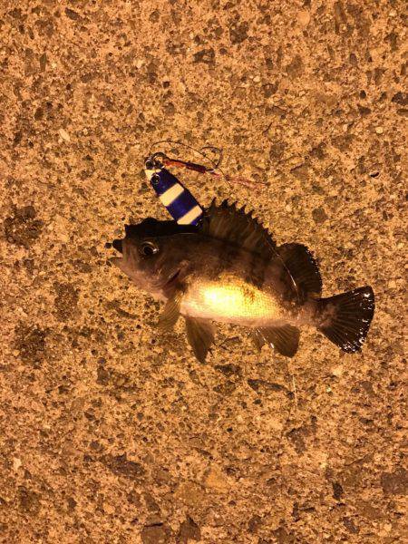 ポートアイランド北公園、マイクロベイトパターンでシーバス