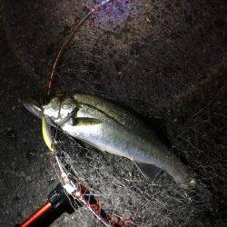 神戸湾奥バチパターン開幕