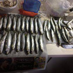 初めてのサビキ釣りやってみました！