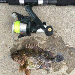 田井でロックフィッシュ