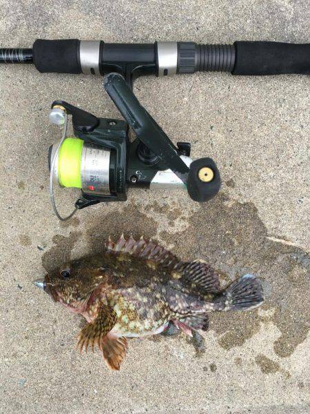 田井でロックフィッシュ