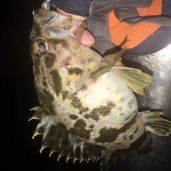 ぱっつぁんとロックフィッシュ