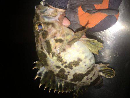 ぱっつぁんとロックフィッシュ