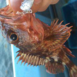 ロックフィッシュショート便で