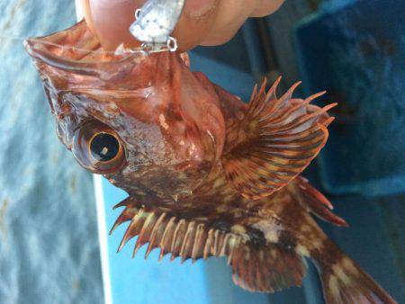 ロックフィッシュショート便で