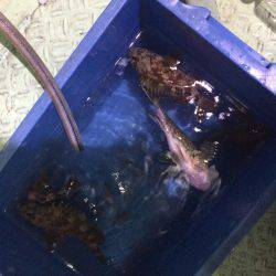 ライトワインドチャレンジ