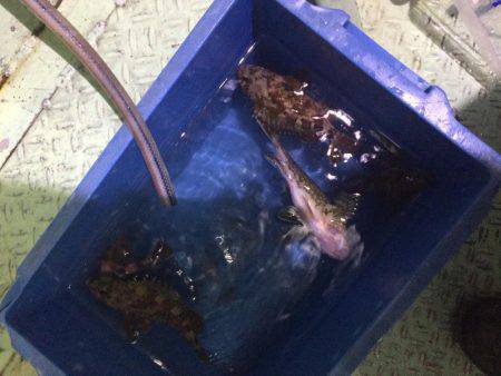 ライトワインドチャレンジ