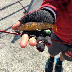 小さなアイナメ