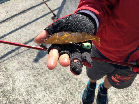 小さなアイナメ