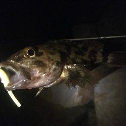 初泉南メバリング