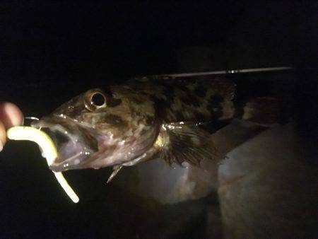 初泉南メバリング