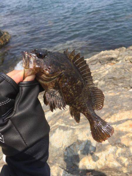 初 沖磯・チヌ釣り