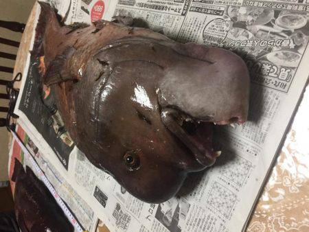 コブダイ80cm超