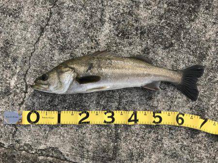 ナイスシーバス連発！