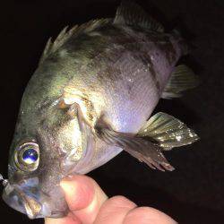 神明間メバリング