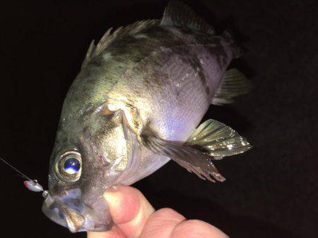 神明間メバリング