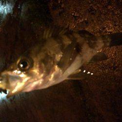 メバリング！！！