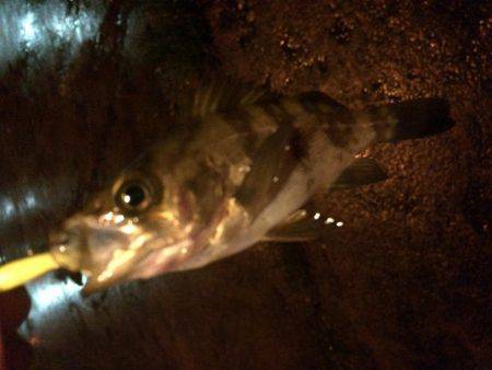 メバリング！！！