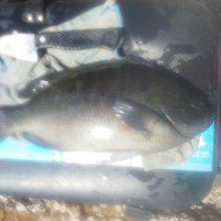 グレ少し釣れました・・・・