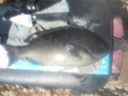 グレ少し釣れました・・・・