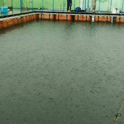 カタタの釣り堀にてカンパチ、ヒラス狙い