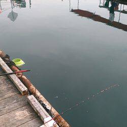 海上釣り堀岬でカンパチ、ヒラマサ狙い